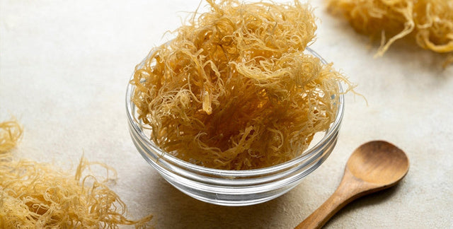 Sea moss Irish moss red algae health benefits nutrition guide