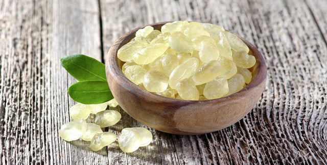 Mastic gum resin tears from Chios Greece Pistacia lentiscus tree