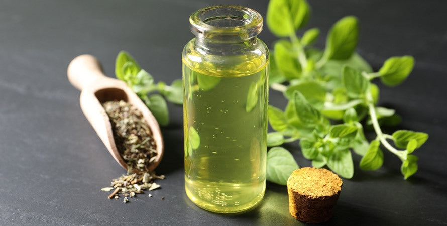 Oregano oil benefits uses side effects and dosage guide