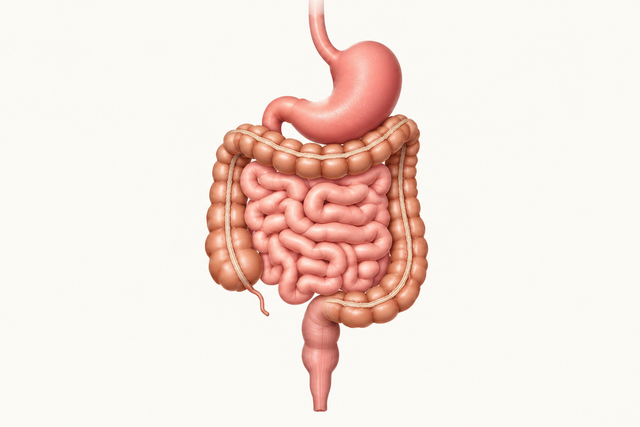 The Link Between Gut Health and the Immune System