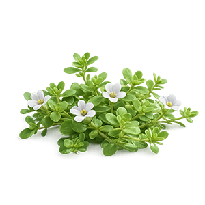 Bacopa Monnieri