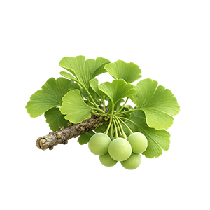 Ginkgo Biloba